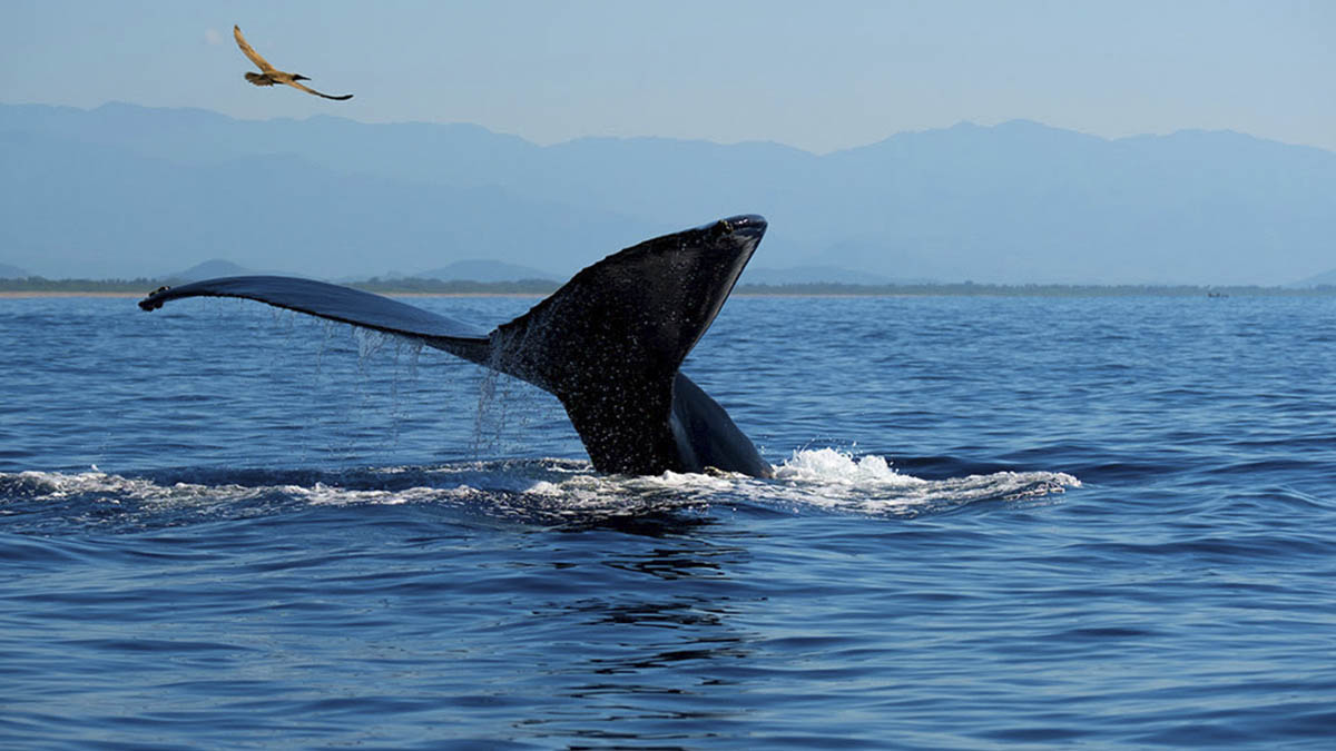 Ballena Ixtapa Zihuatanejo