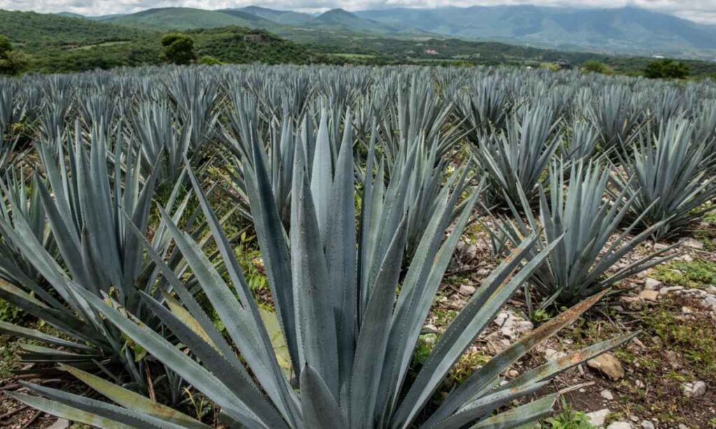 Productores de Agave