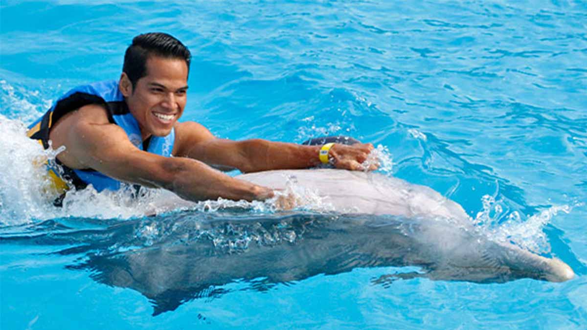 dolphin excursion playa del carmen