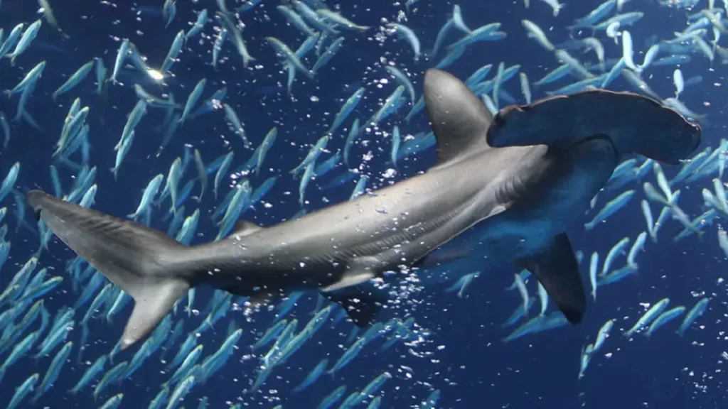 Acuario de Puerto Vallarta