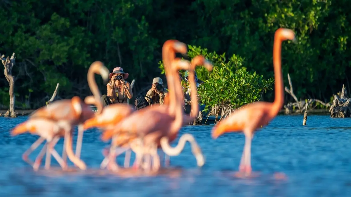 Campañas Internacionales