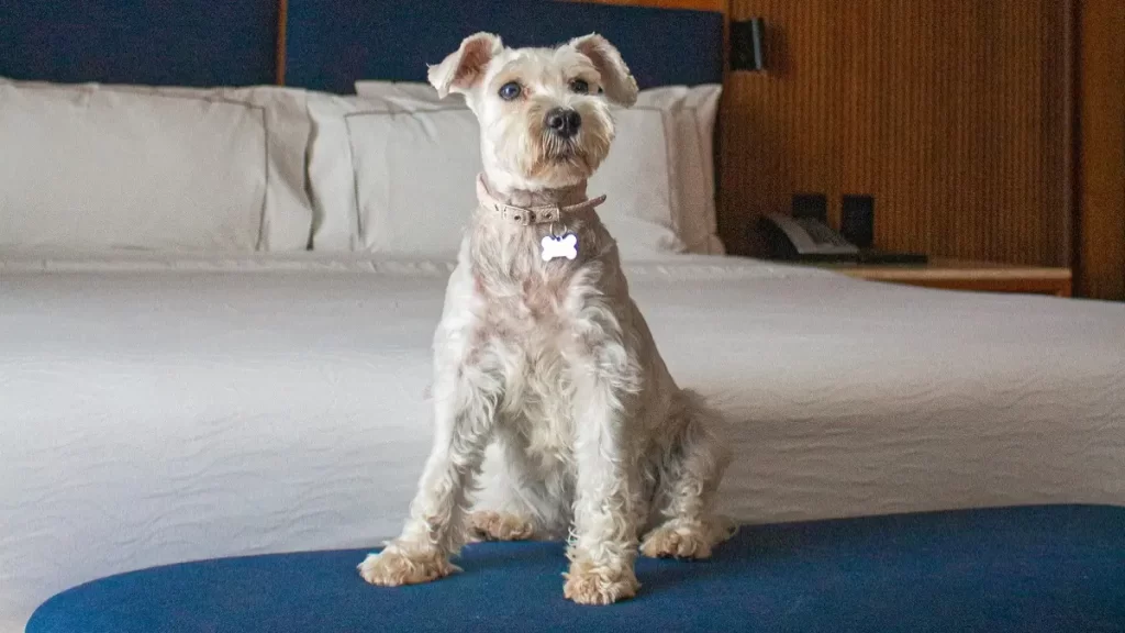 Día Mundial del Perro