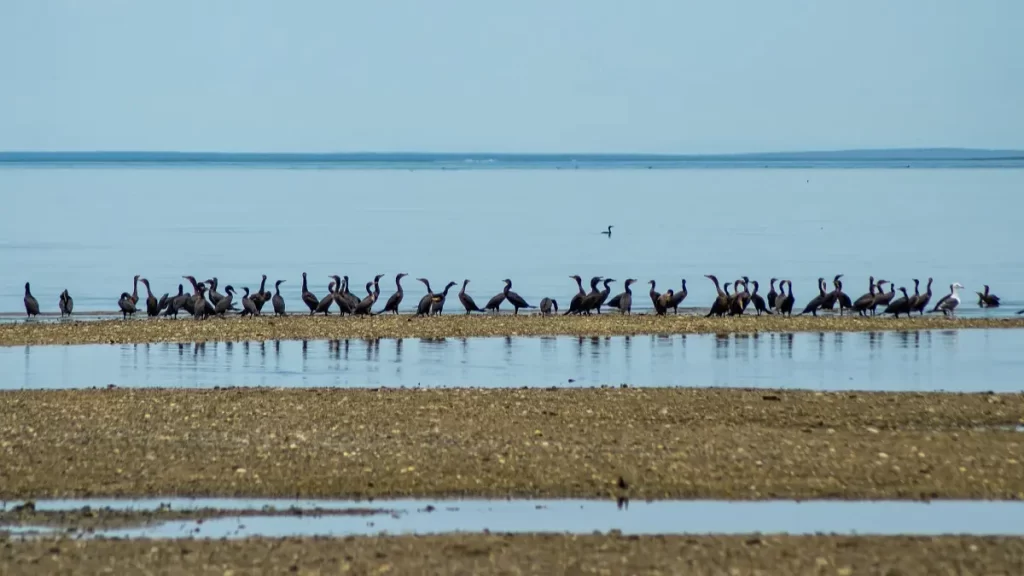 protección a las aves