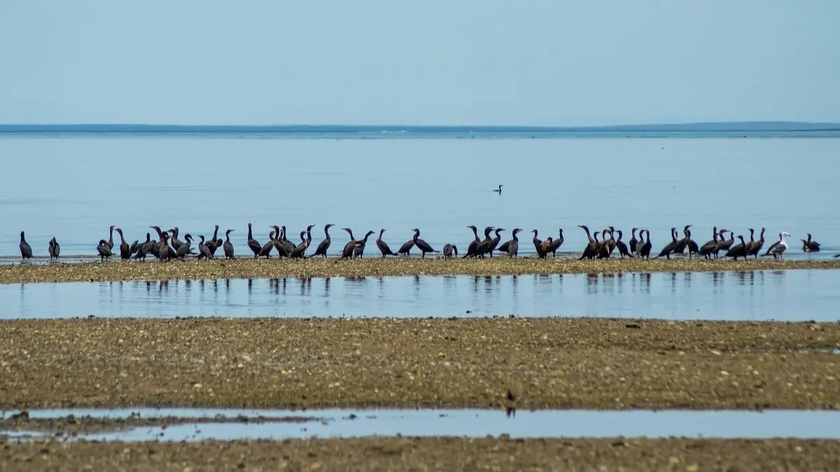 protección a las aves
