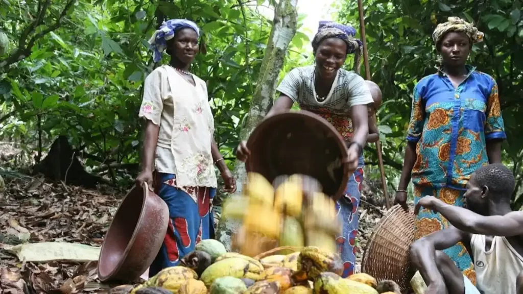 Chocolate sustentable