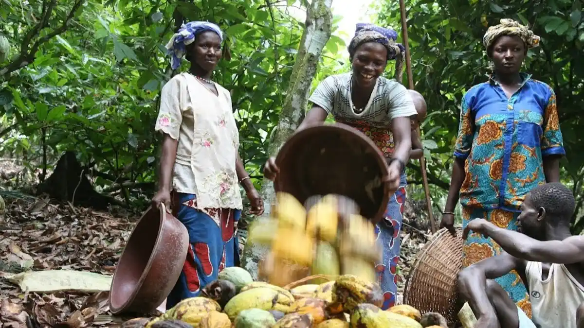 Chocolate sustentable