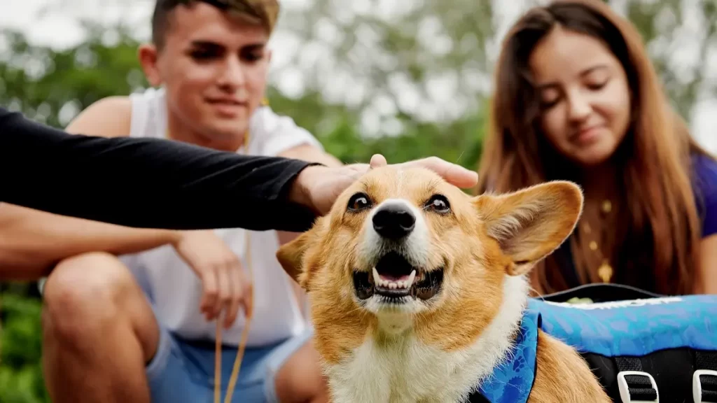 Dejar o llevar a tu mascota