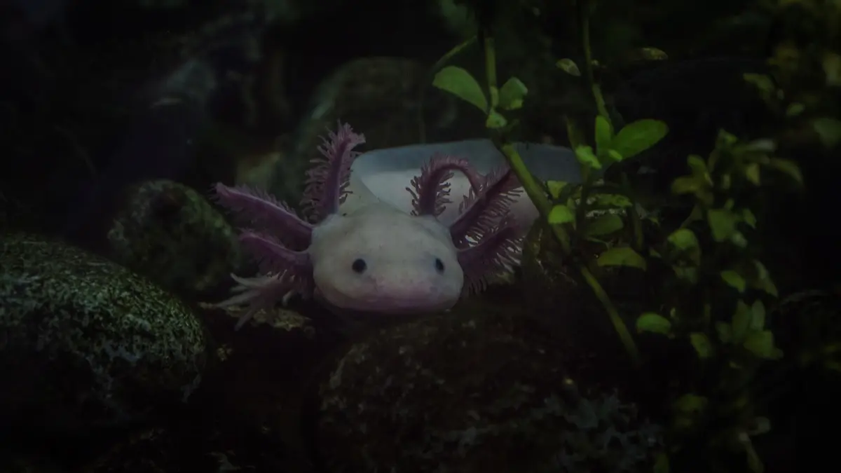 Día Nacional del Axolote