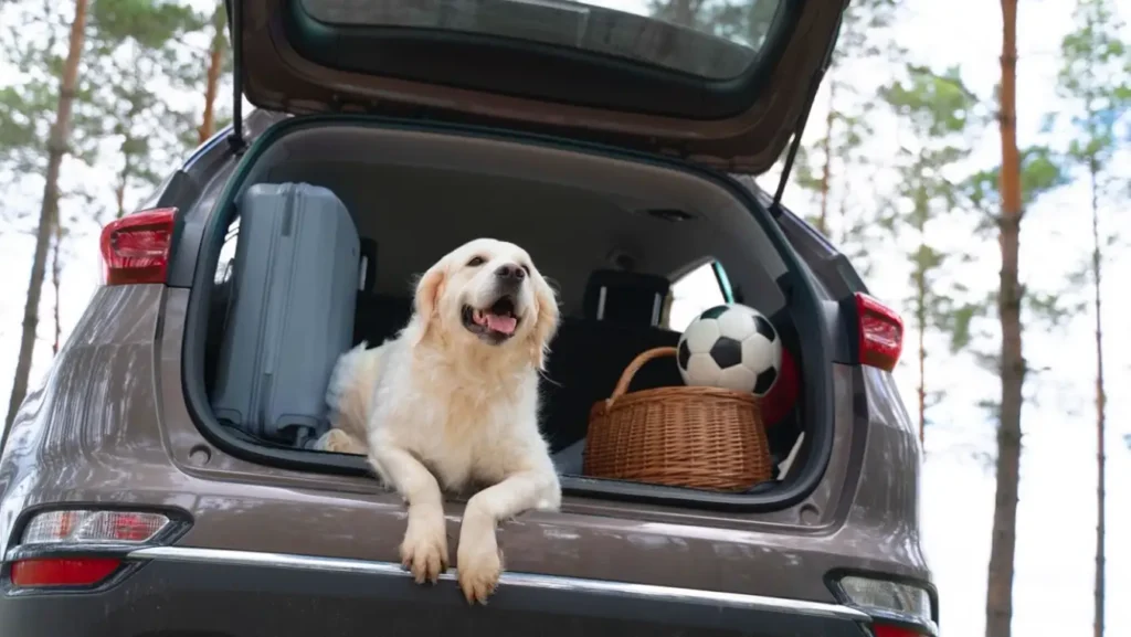 Viajar con mascotas
