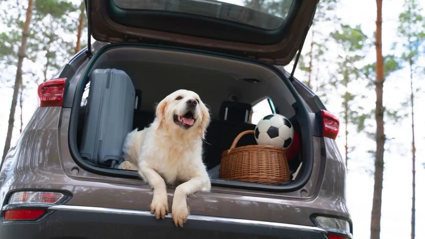 Viajar con mascotas