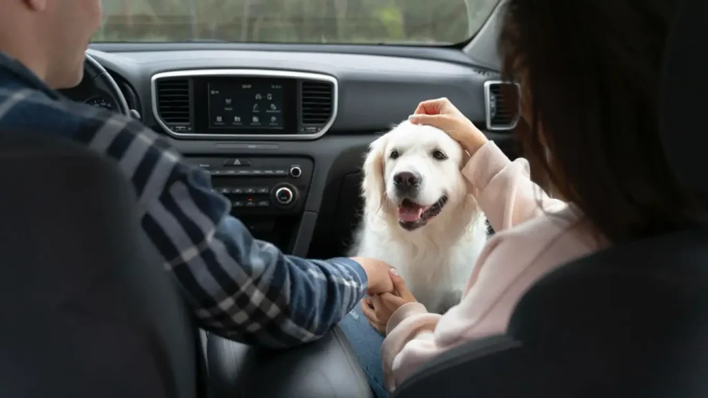 viajar con mascotas