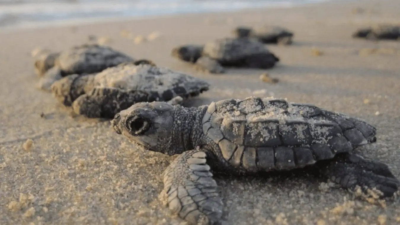 Día mundial de las Tortugas Marinas