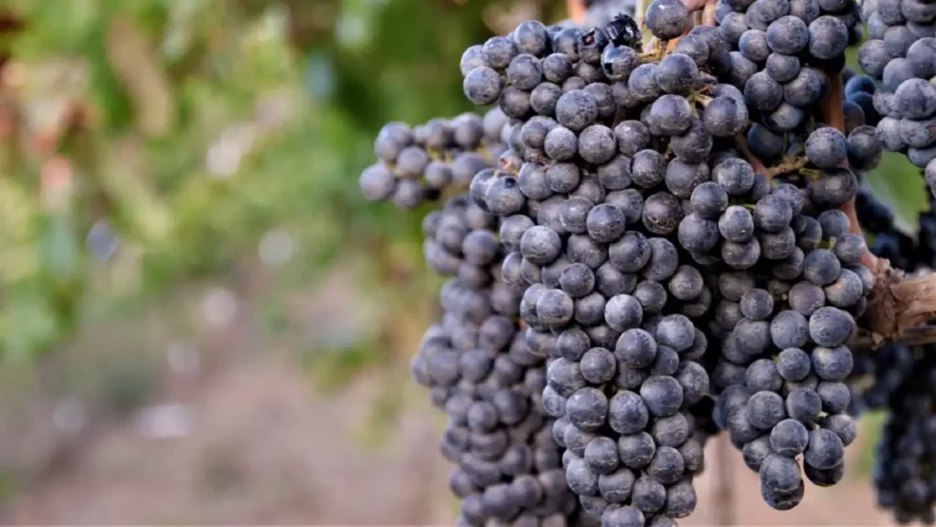 Valle de Guadalupe