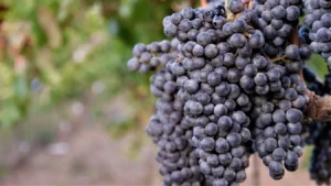 Valle de Guadalupe