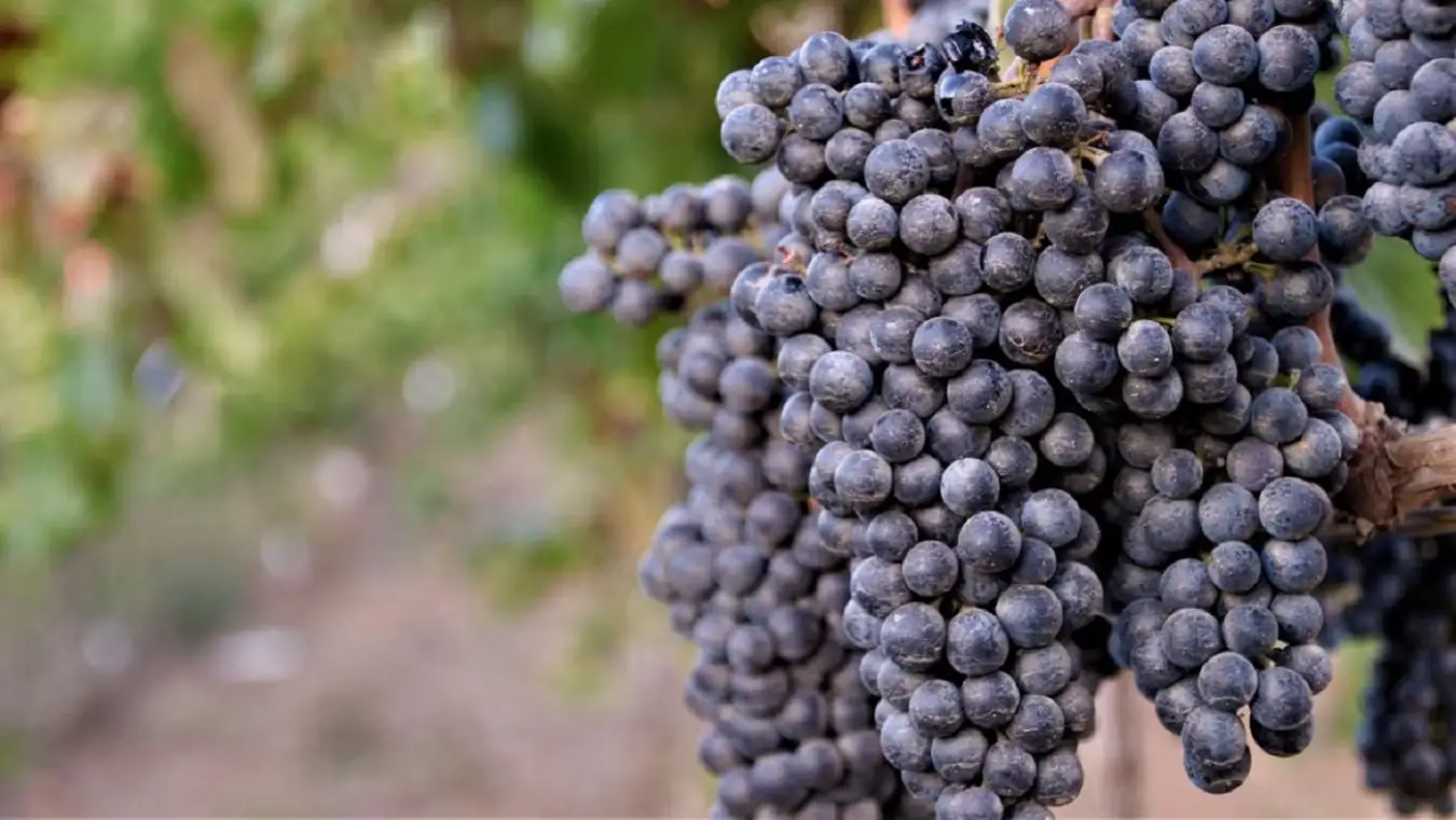 Valle de Guadalupe